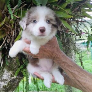BORDER COLLIE