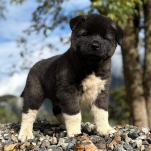 Akita Americano