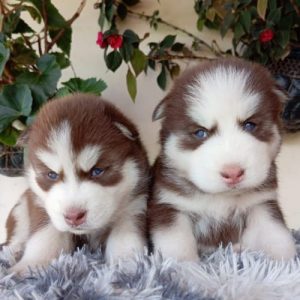 Husky Siberiano