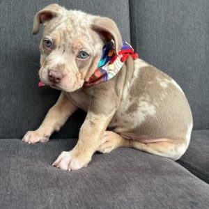 American Bully