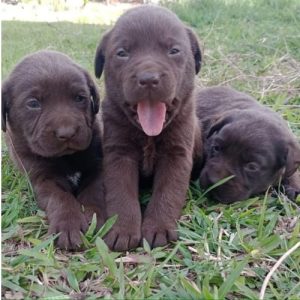 Labrador Retriever