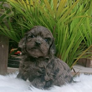 cockapoo