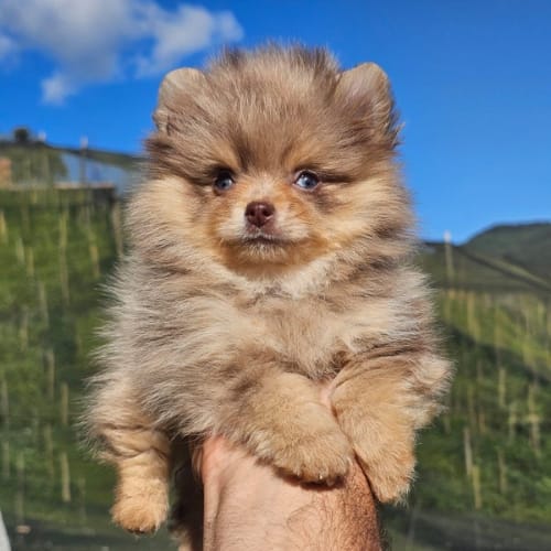 Pomerania