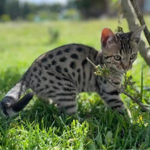 Bengalí