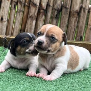 Jack Russell