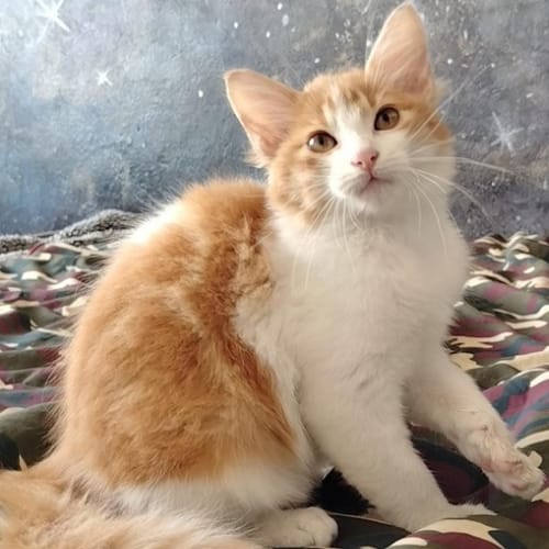 Angora