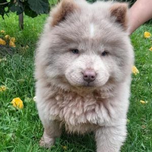 Chow Chow
