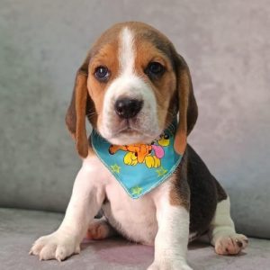 Beagle 
