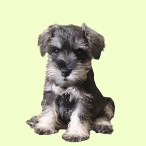 Schnauzer