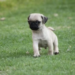 Pug