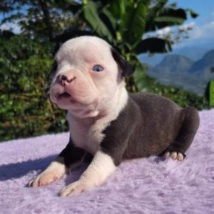 Boston Terrier