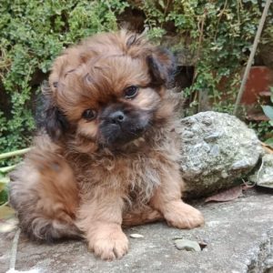 Pekinés