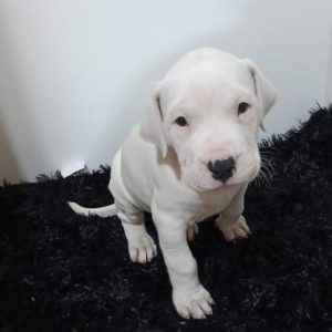 Dogo Argentino