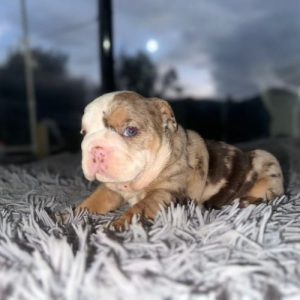 Bulldog Inglés