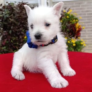West Highaland White Terrier