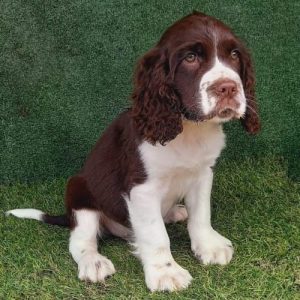Springer Spaniel