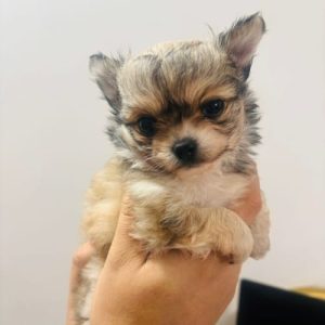 Chihuahua