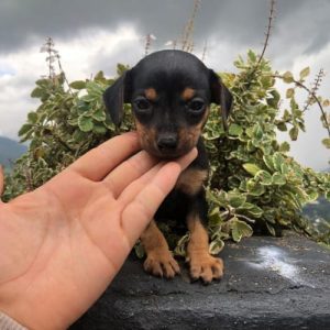Pinscher