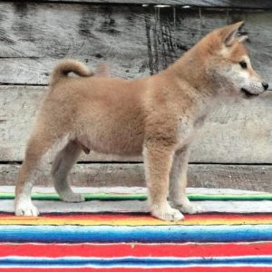 Shiba Inu