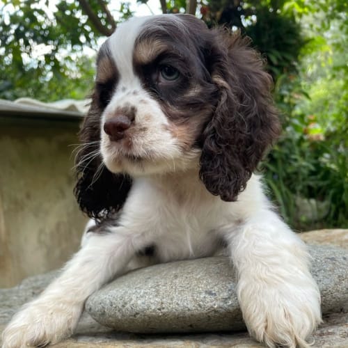 Cocker Spaniel