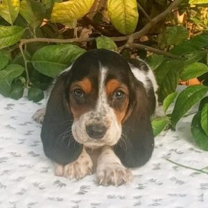 Basset Hound