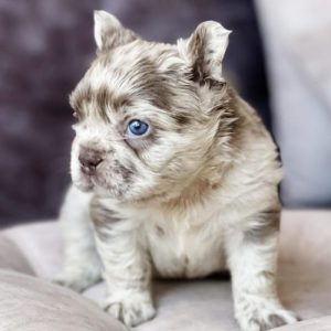 Bulldog Francés 
