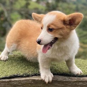 Corgi