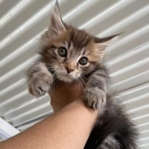 maine coon