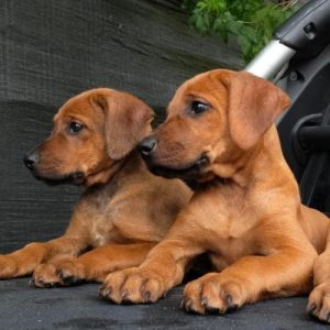 Rhodesian