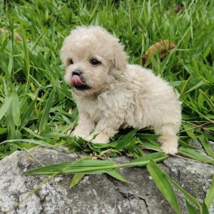French Poodle