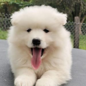 Samoyedo