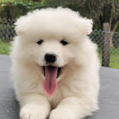 Samoyedo