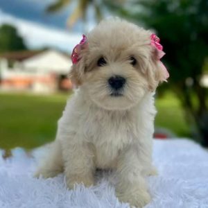 Maltipoo