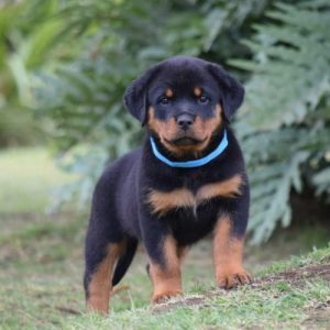 Rottweiler