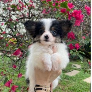 Papillon