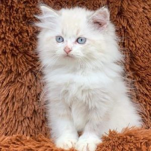 Ragdoll