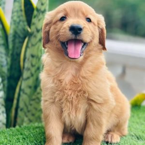 Golden Retriever