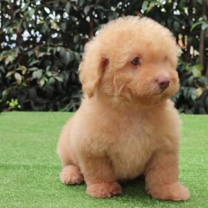 caniche