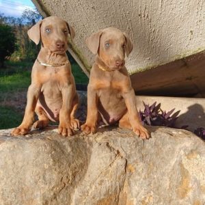 Doberman