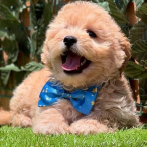 Gooldendoodle
