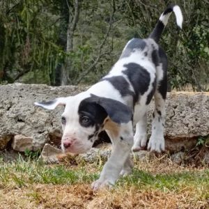 Gran Danes