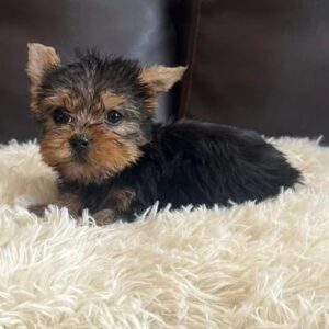yorkie